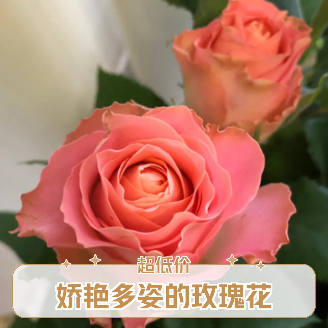 无土栽培品牌玫瑰～香妃玫瑰