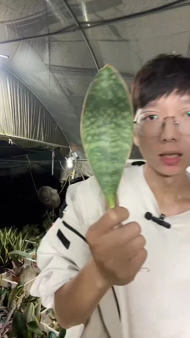 迷你翡翠裸根7.8