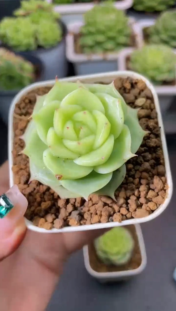 275琉璃系列量拍发一颗
