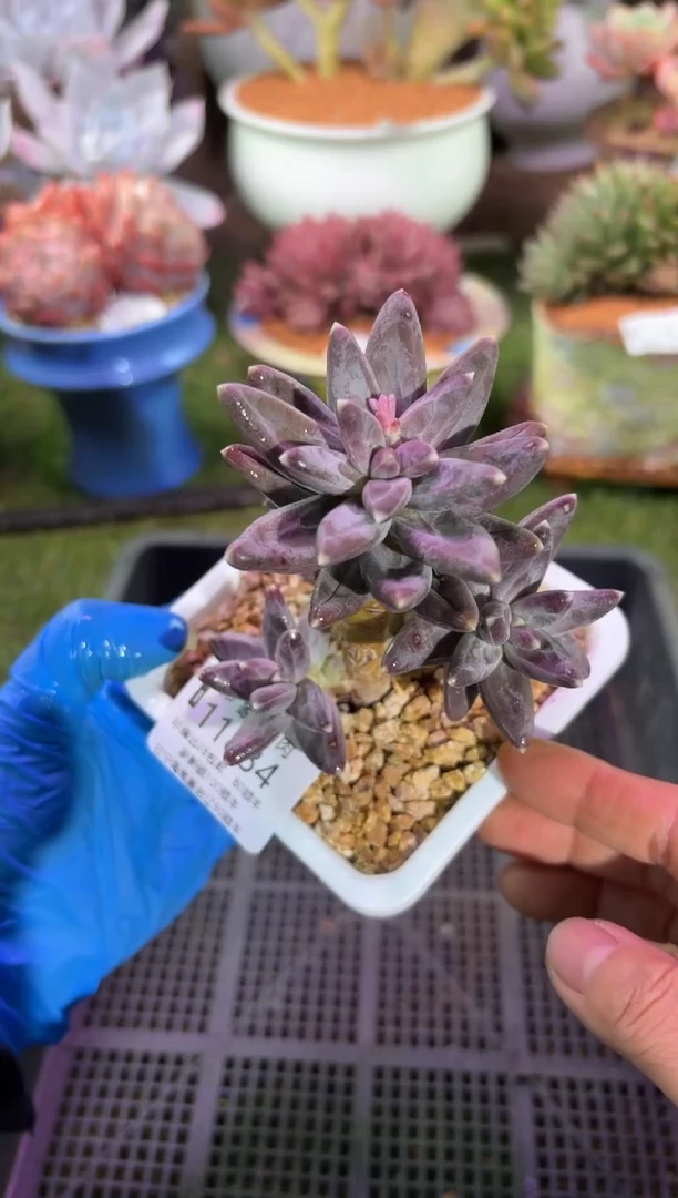 【闪购商品】11834