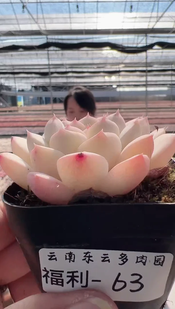 【闪购商品】福利款-63