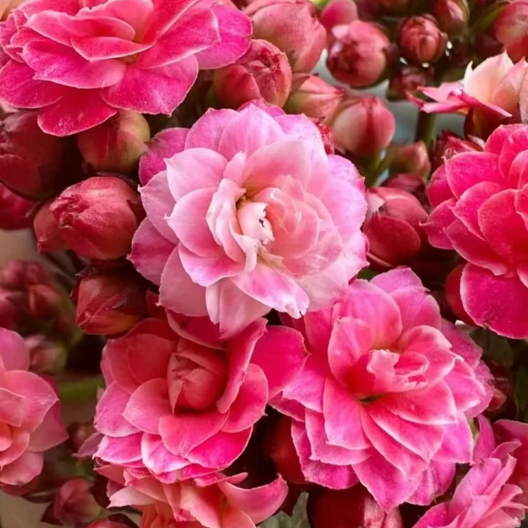 130盆长寿花老母本