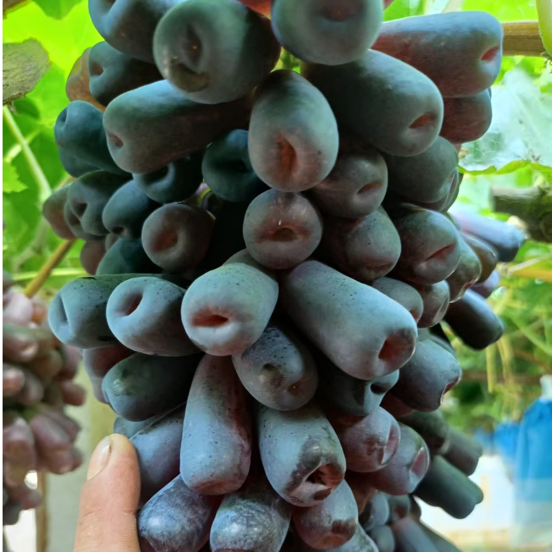 昌黎葡萄沟当季新鲜蓝宝石脆甜多汁果肉紧实京津冀以外顺丰包邮