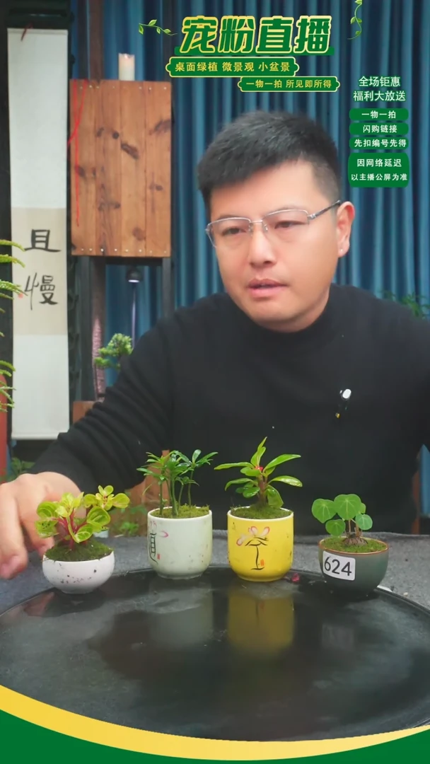 无花朵咖**糖苔藓微景观624号