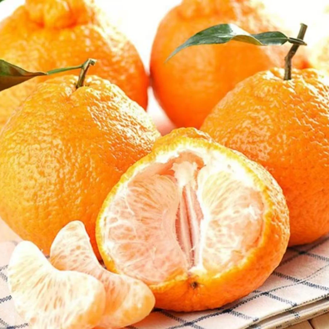 四川耙耙柑礼盒装