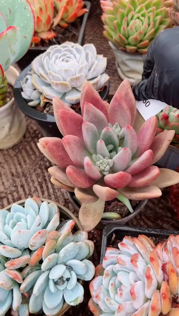 宜*❶多肉植物一物一拍02060