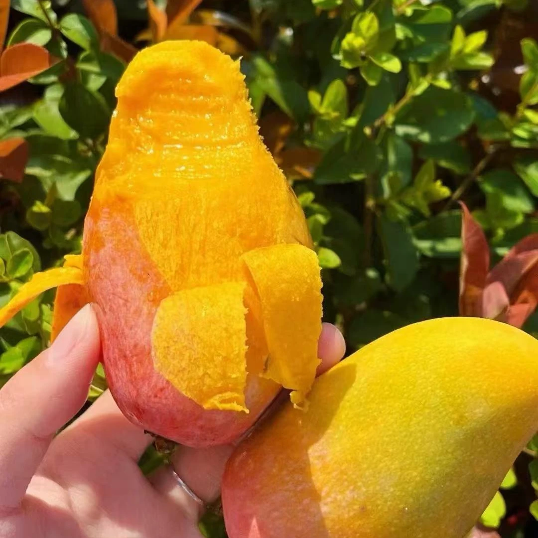 海南空运贵妃芒 树熟 2斤芒果同城送