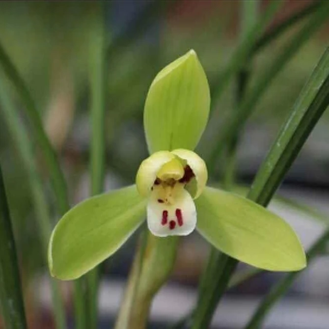 春兰【龙字】浓香兰花优雅花香室内绿植花卉