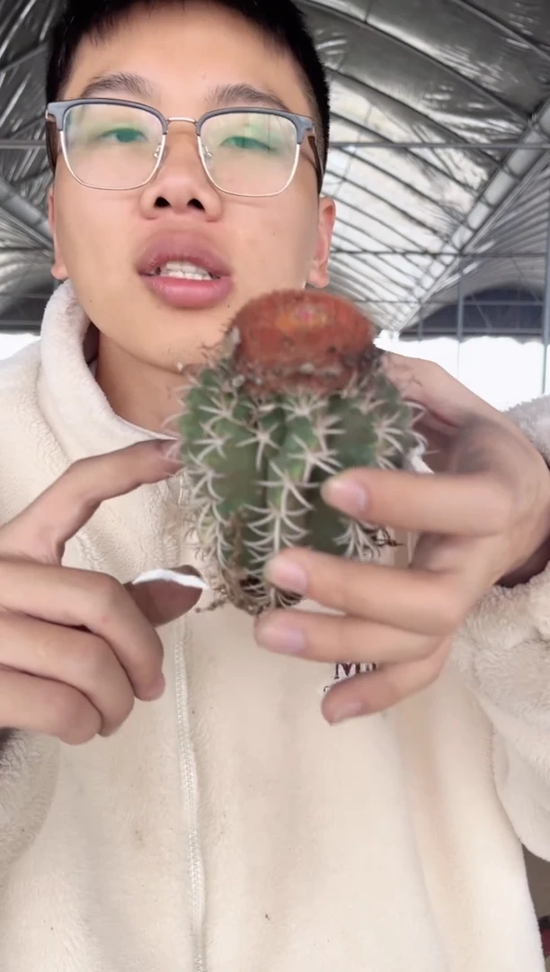 【闪购商品】实生根 魔云【带云顶】