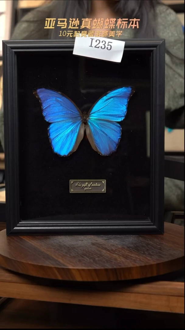 微瑕蝴蝶标本摆件一口价i235