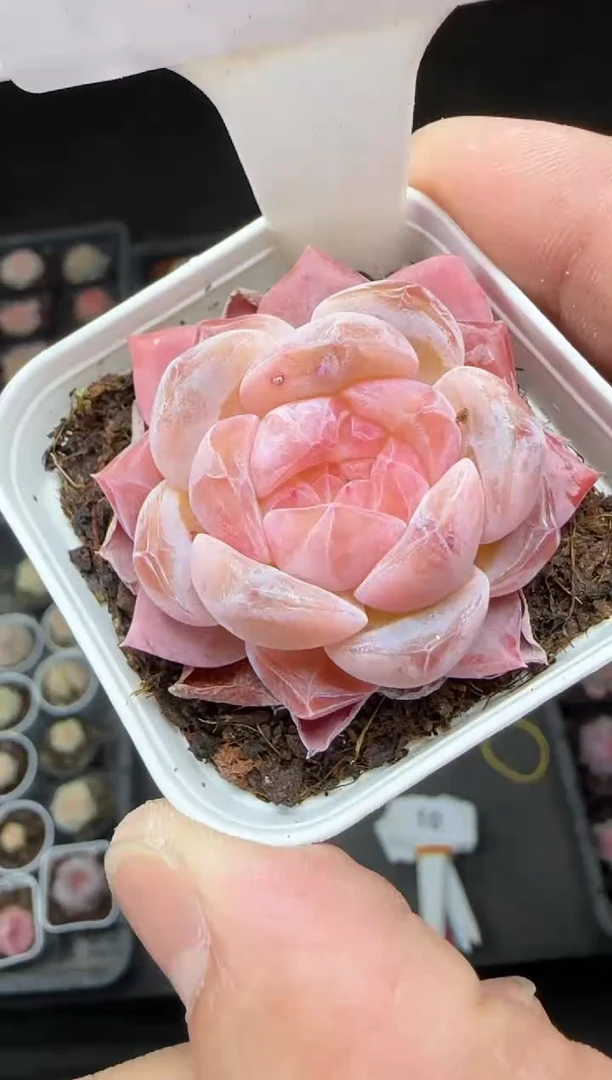 【闪购商品】一物一拍0217—9