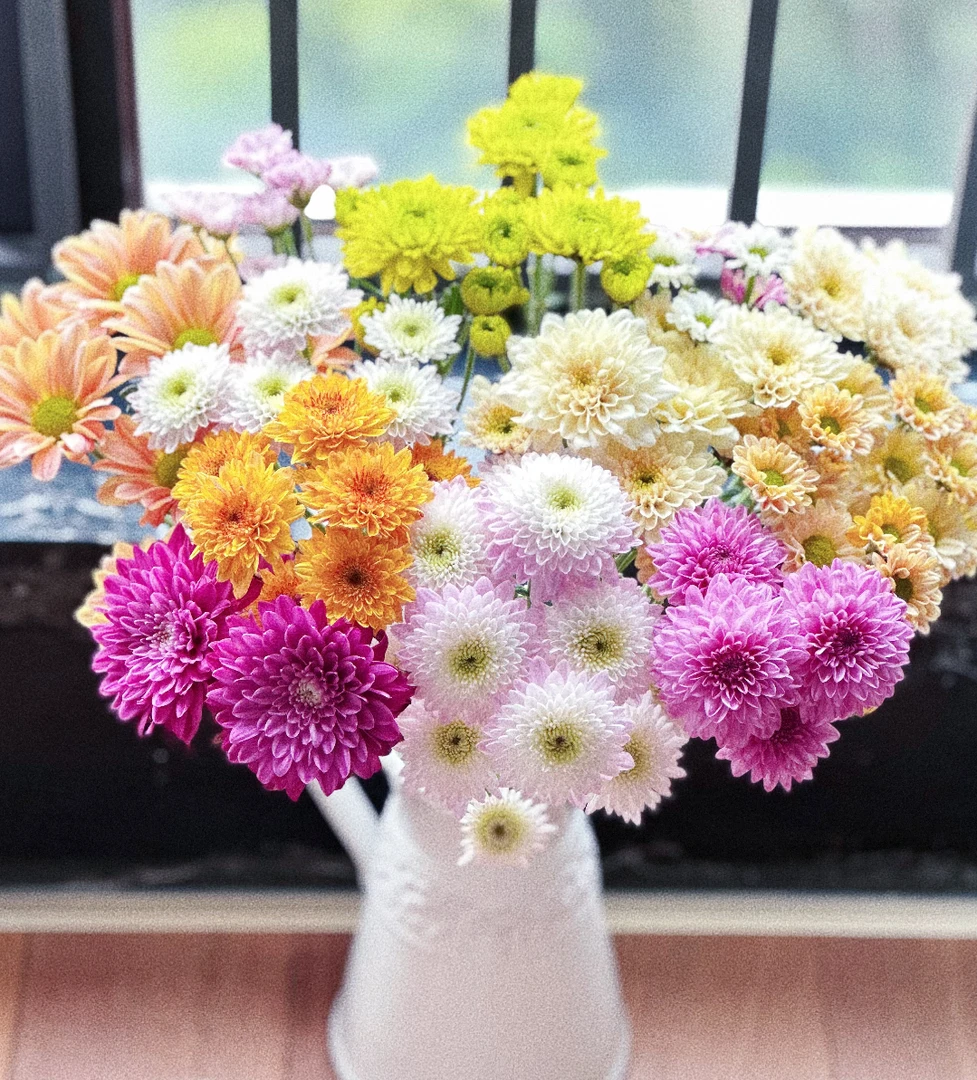 云南直发基地 小雏菊鲜切花 全场任意两单顺丰/京东