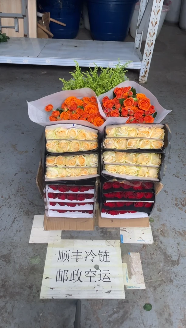 高原红20枝+ 香槟20枝+橙色芭比10枝+黄莺