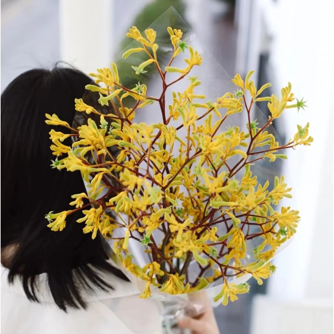 【520限定】3AAA袋鼠爪 室内桌面绿植澳洲可做干花摆放