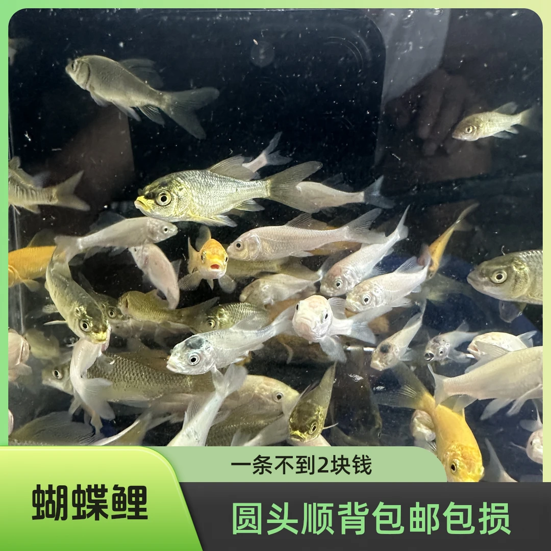 蝴蝶鲤白蝶墨蝶熊猫红色黄色圆头顺背台系血统各种颜色5-8混搭发