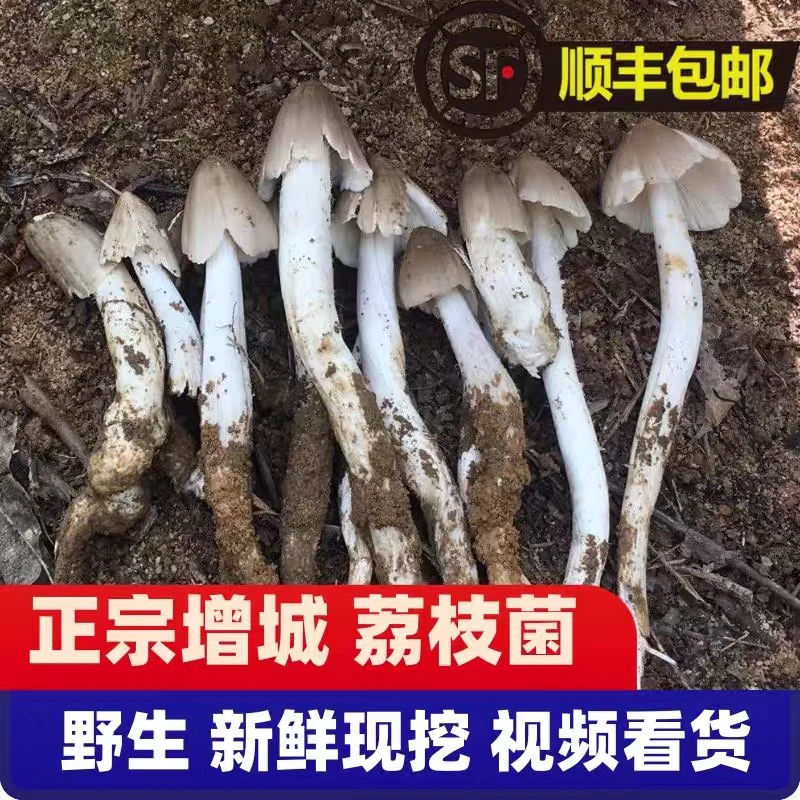 增城荔枝菌野生新鲜荔枝菇食用菌磨菇五月菇鸡枞菌肉爽清甜美味