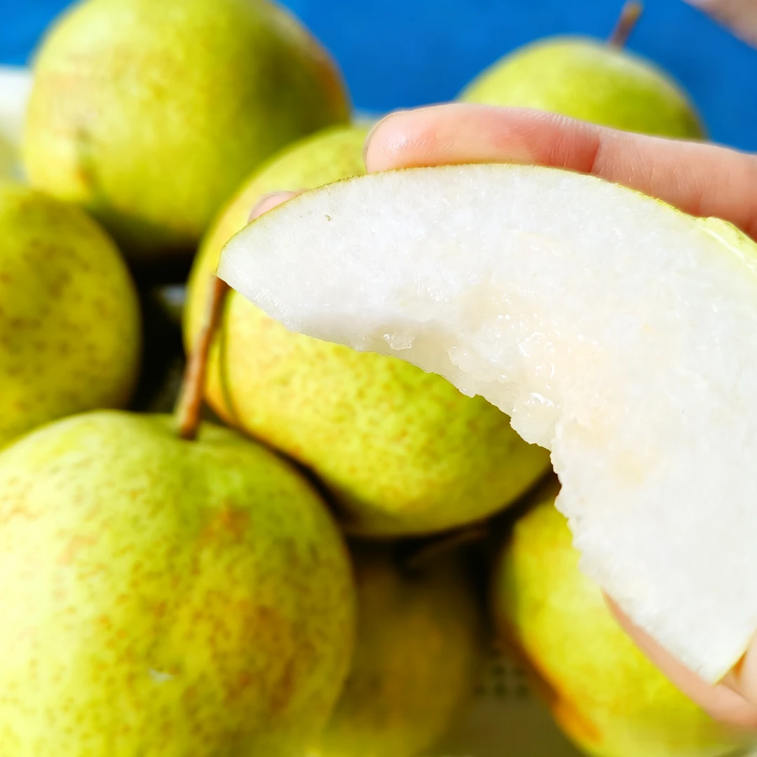 老树锦丰梨正宗甜脆多汁产地直发张升民