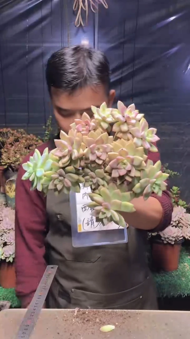 252淡雪缀化（一物一拍）
