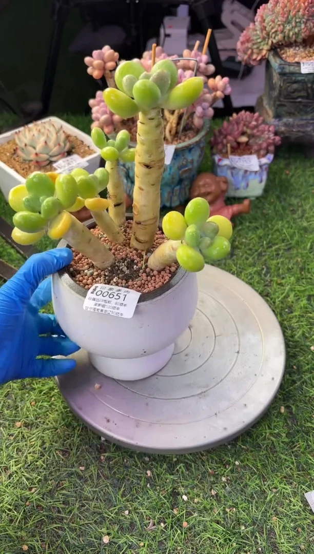 昆明印象多肉00651