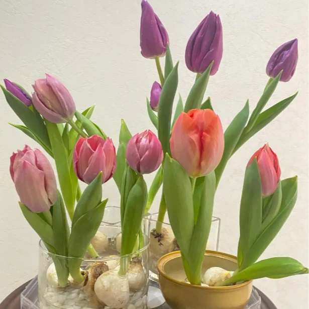 郁金香种球水培好养花卉阳台盆栽耐寒植物四季开花