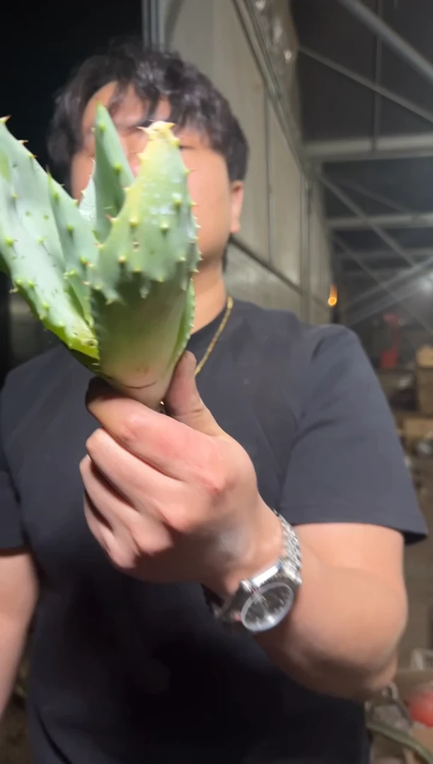 2颗 元宝 芦荟【带根】