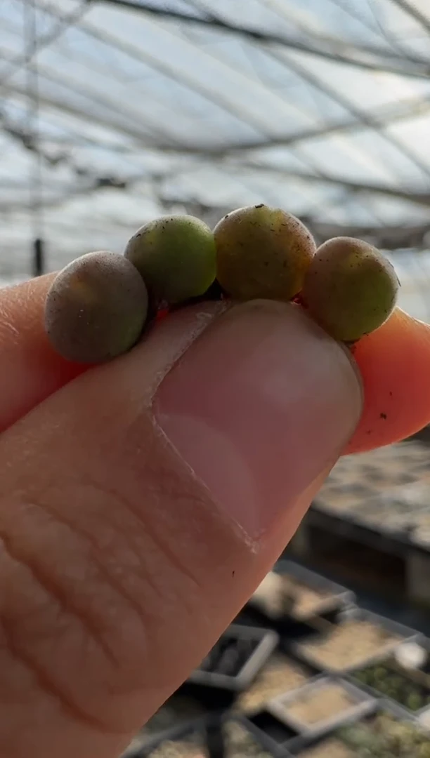 【闪购商品】17-4粉肌空蝉一颗