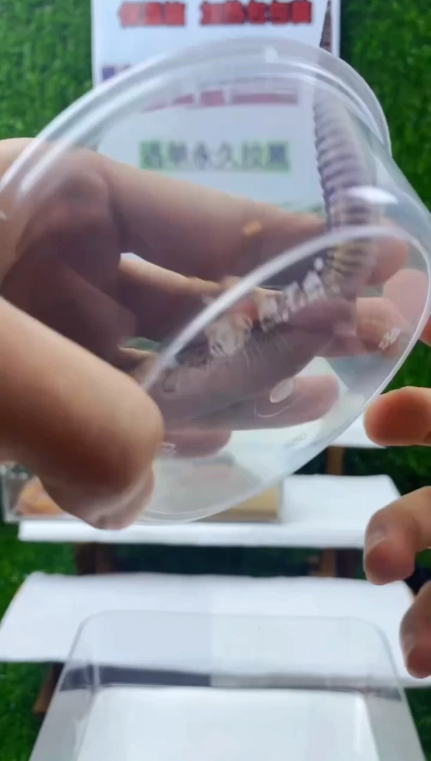 豹纹守宫豹纹守宫可爱