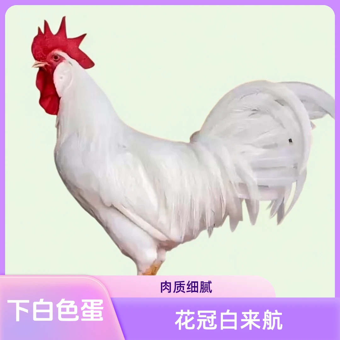 正宗【白来航出壳苗】白色公鸡苗下白色蛋包活到家买10送1