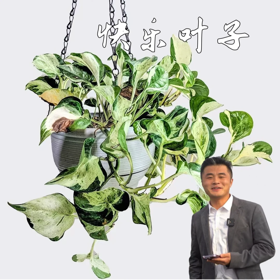 【热植馆】快乐叶子热带植物绿植花卉植物室内锦化
