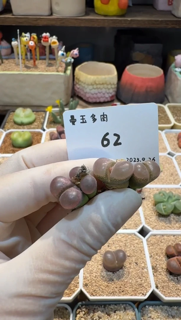 慢*拍25.9.26-62慢半拍