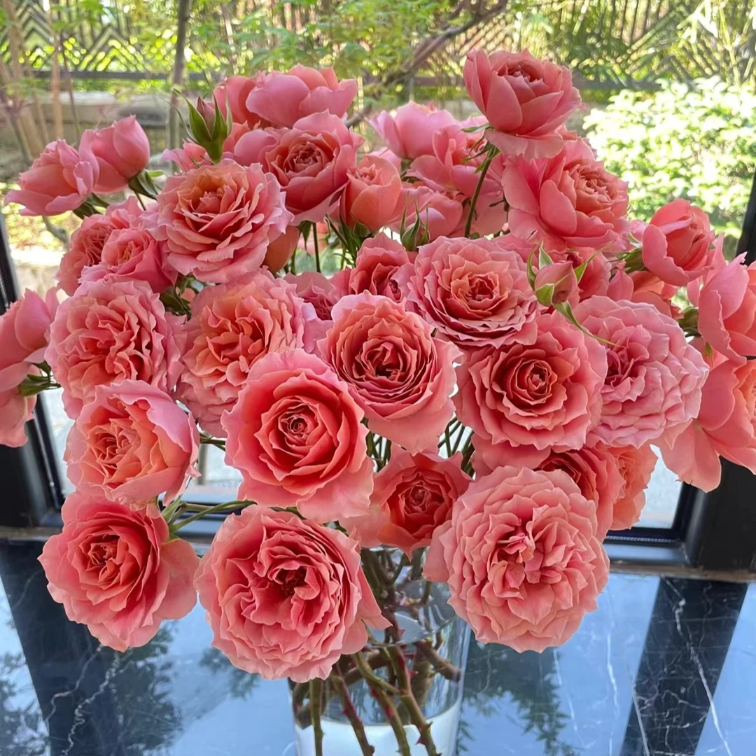 【粉色拉拉队多头玫瑰】任意两单及两单以上鲜花顺丰包邮发货