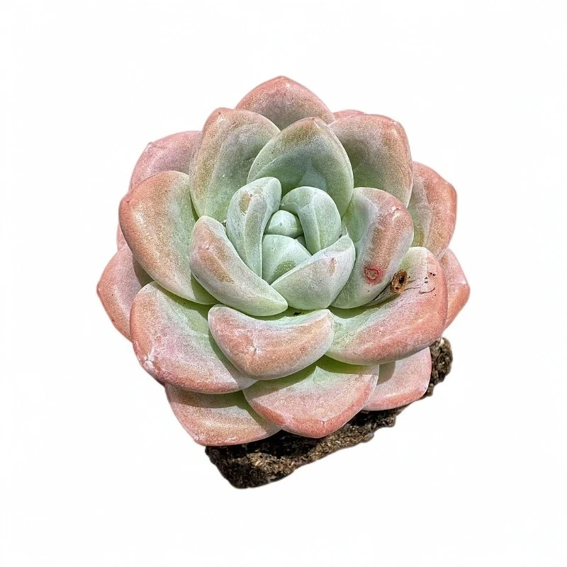 单头小冰玉多肉【满19包邮】