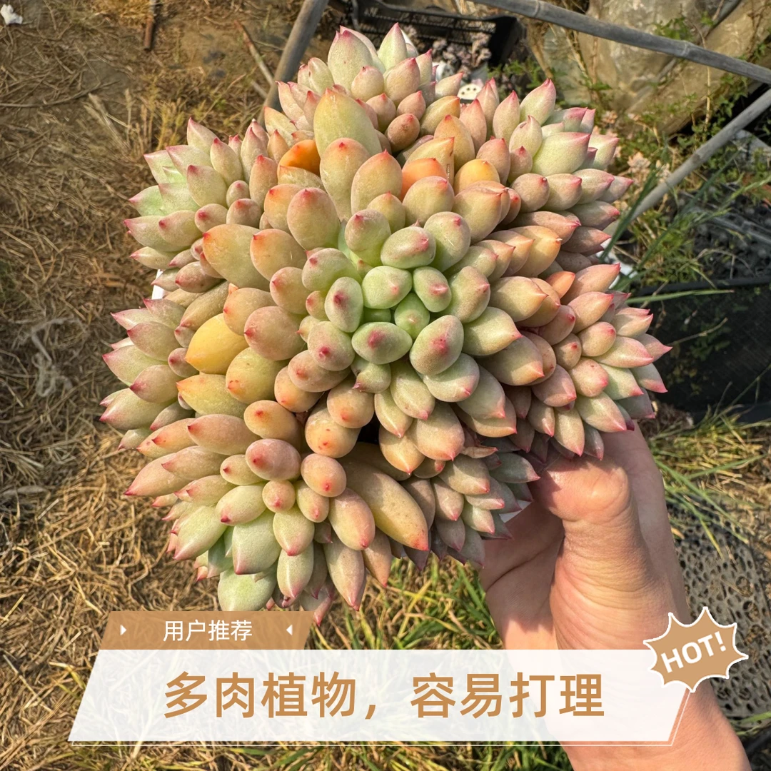 虞美人精品多肉长期寄养链接客户专拍