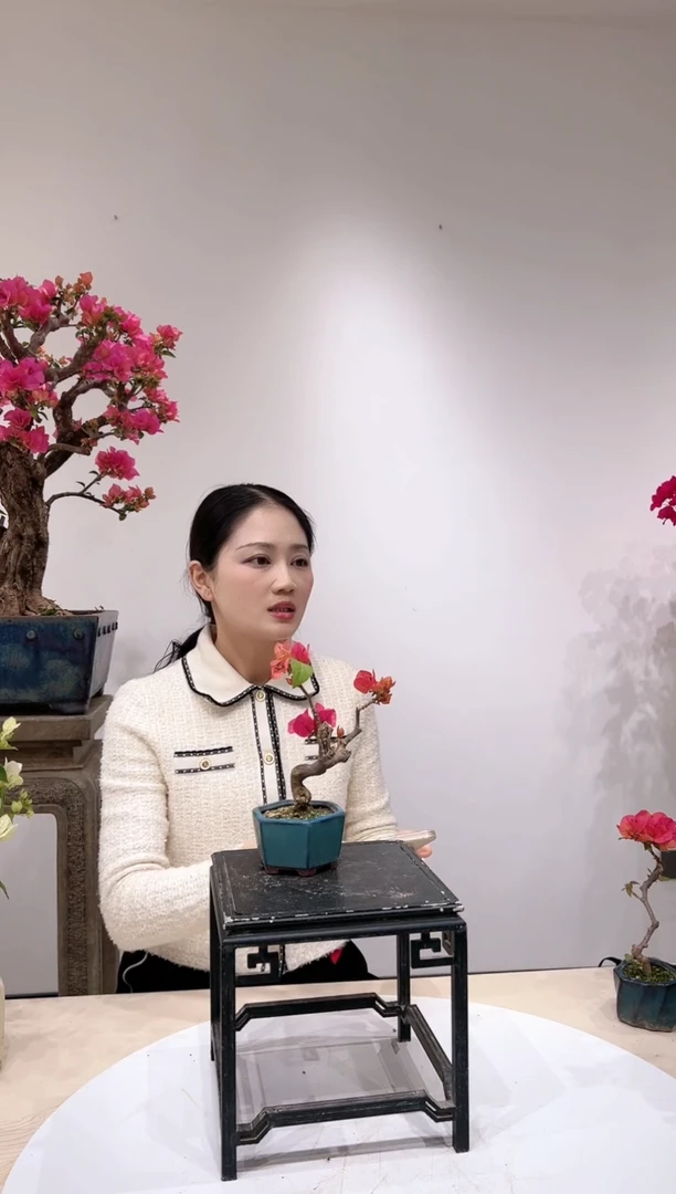 全部花朵老**了三角梅老庄盆景