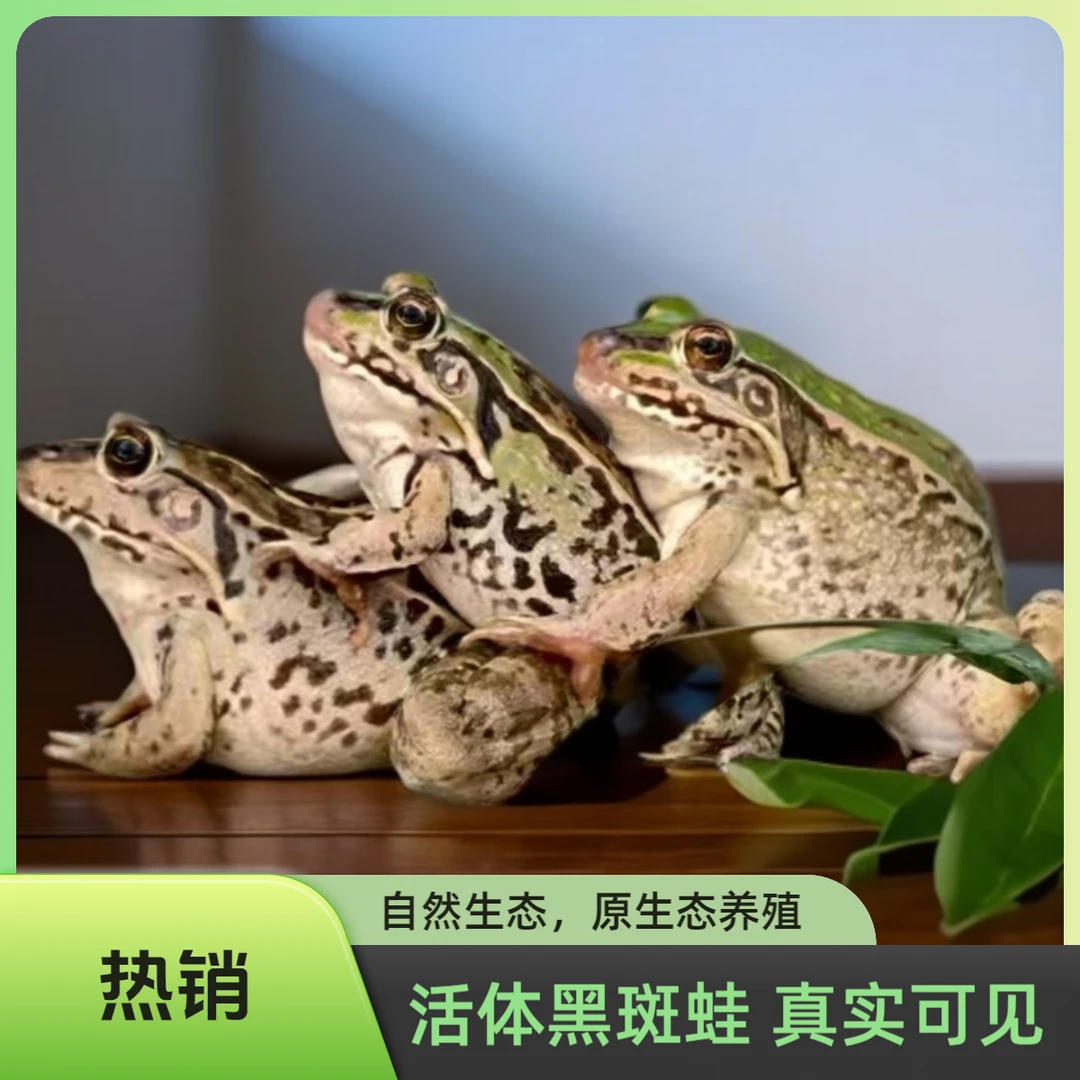 稻田养殖新鲜活蛙【中蛙】生态散养非牛蛙活体发货