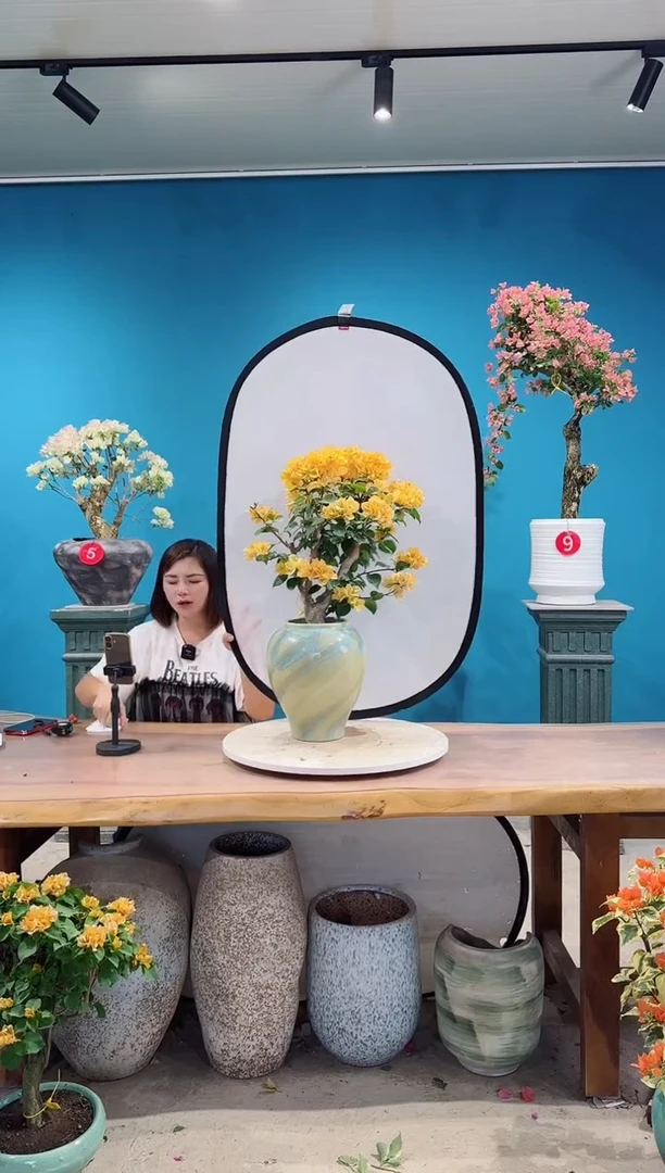 全部花朵金色光辉三角梅