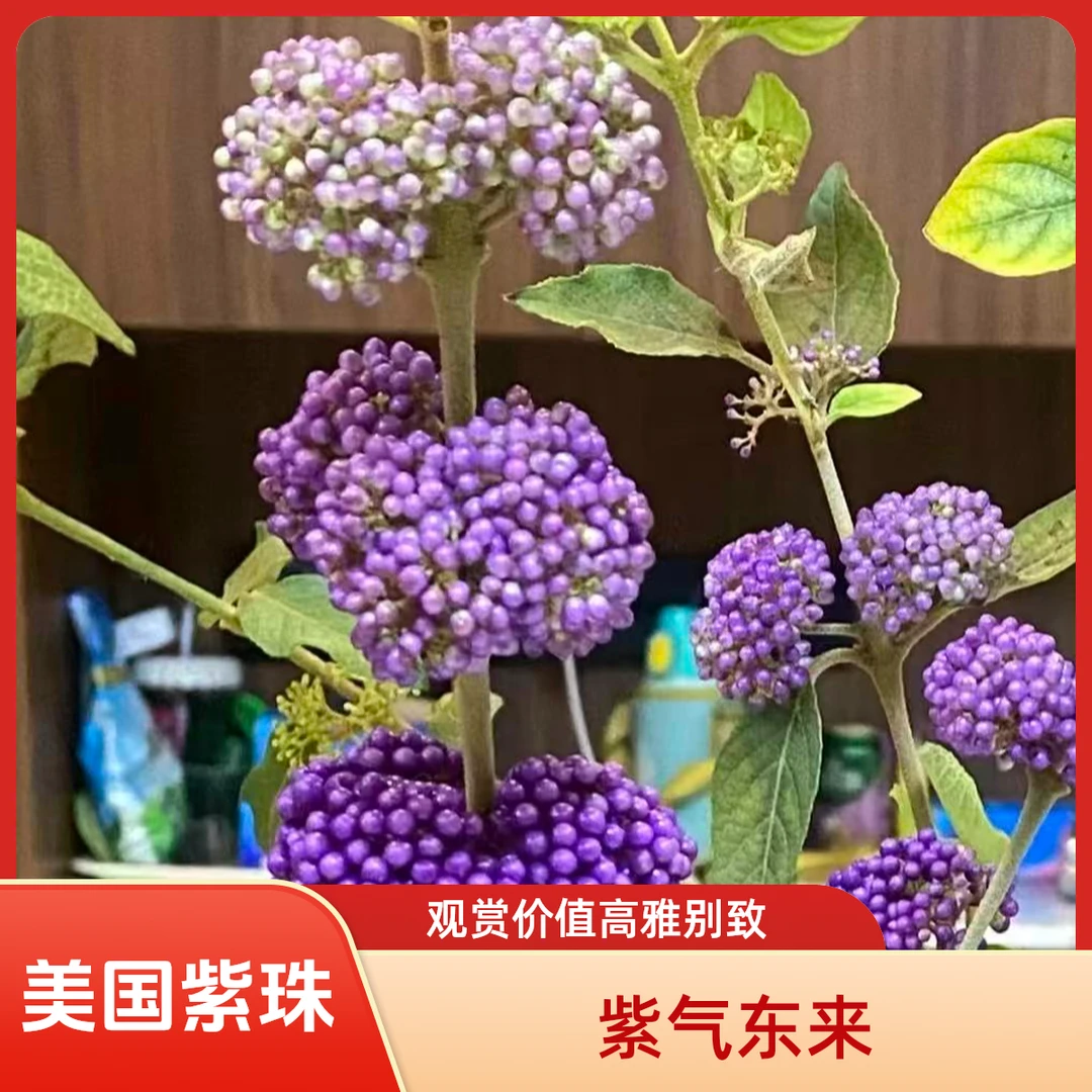 紫珠盆栽多年生四季可种耐热耐寒庭院阳台观果植物