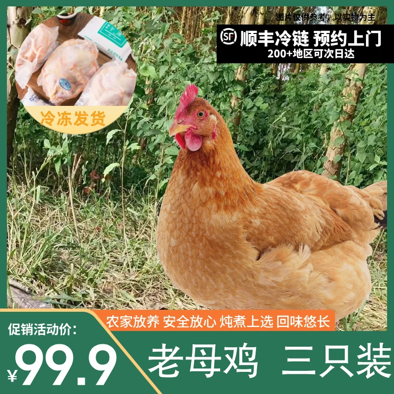 【到手三只装】农村老母鸡三只肉质紧实 总净重7-8斤顺丰冷链 包冰率不含冰
