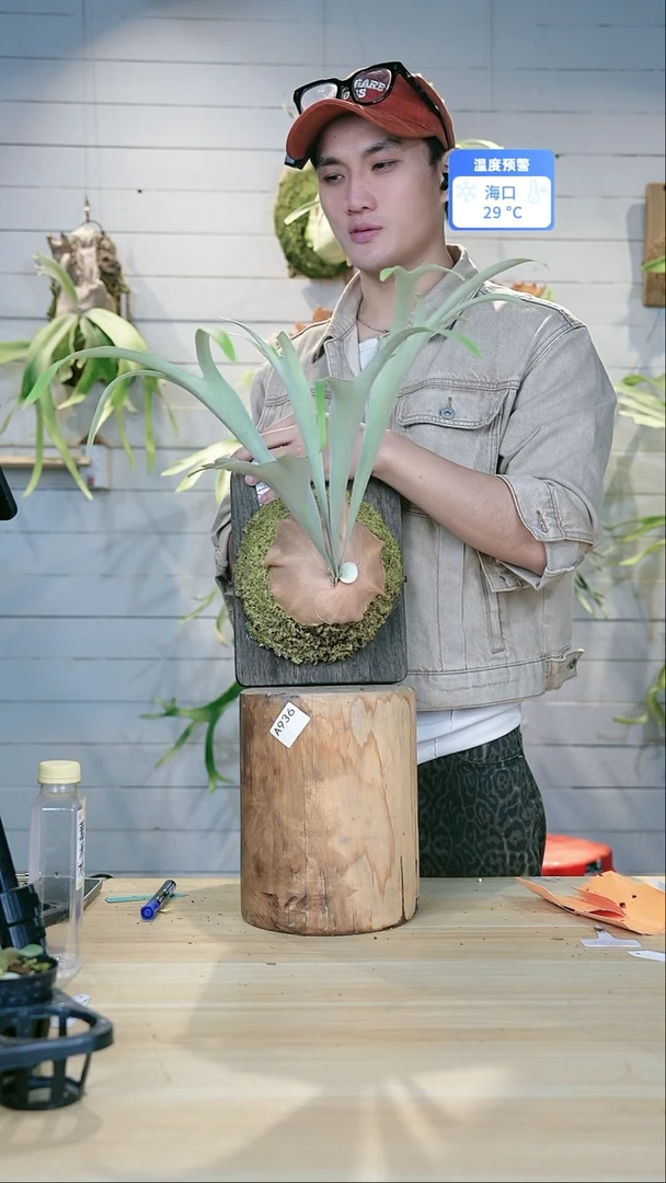 完全开放arx黄月 a710