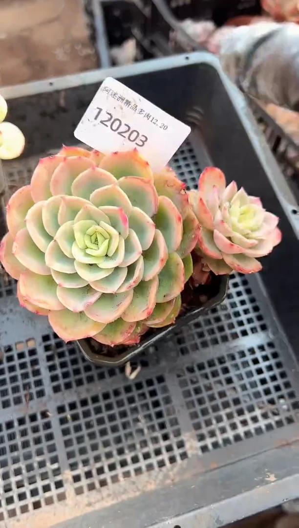 紫*多肉植物一物一拍20203