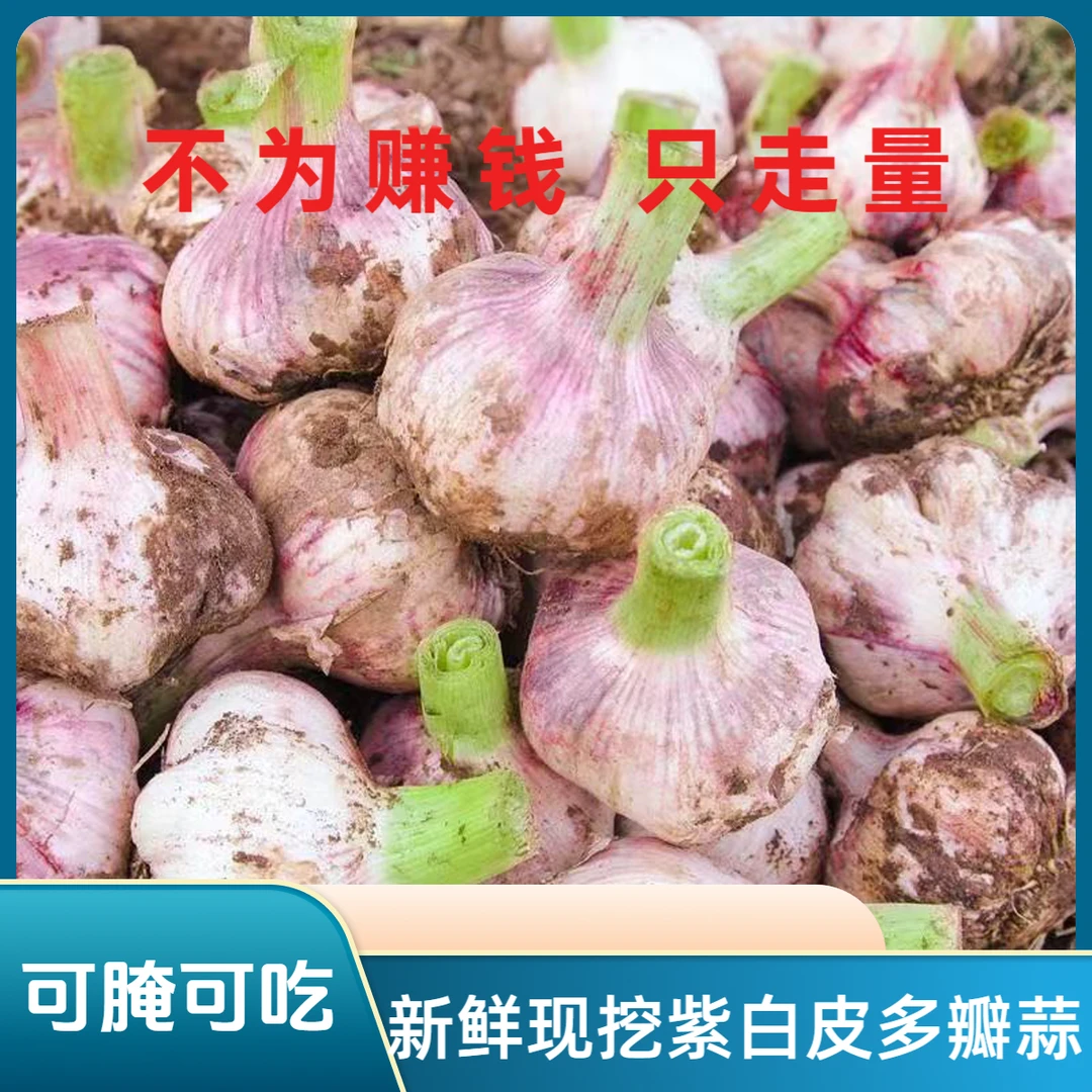 【新鲜大蒜】河南新鲜多瓣蒜现挖现发3/5斤可腌糖醋蒜