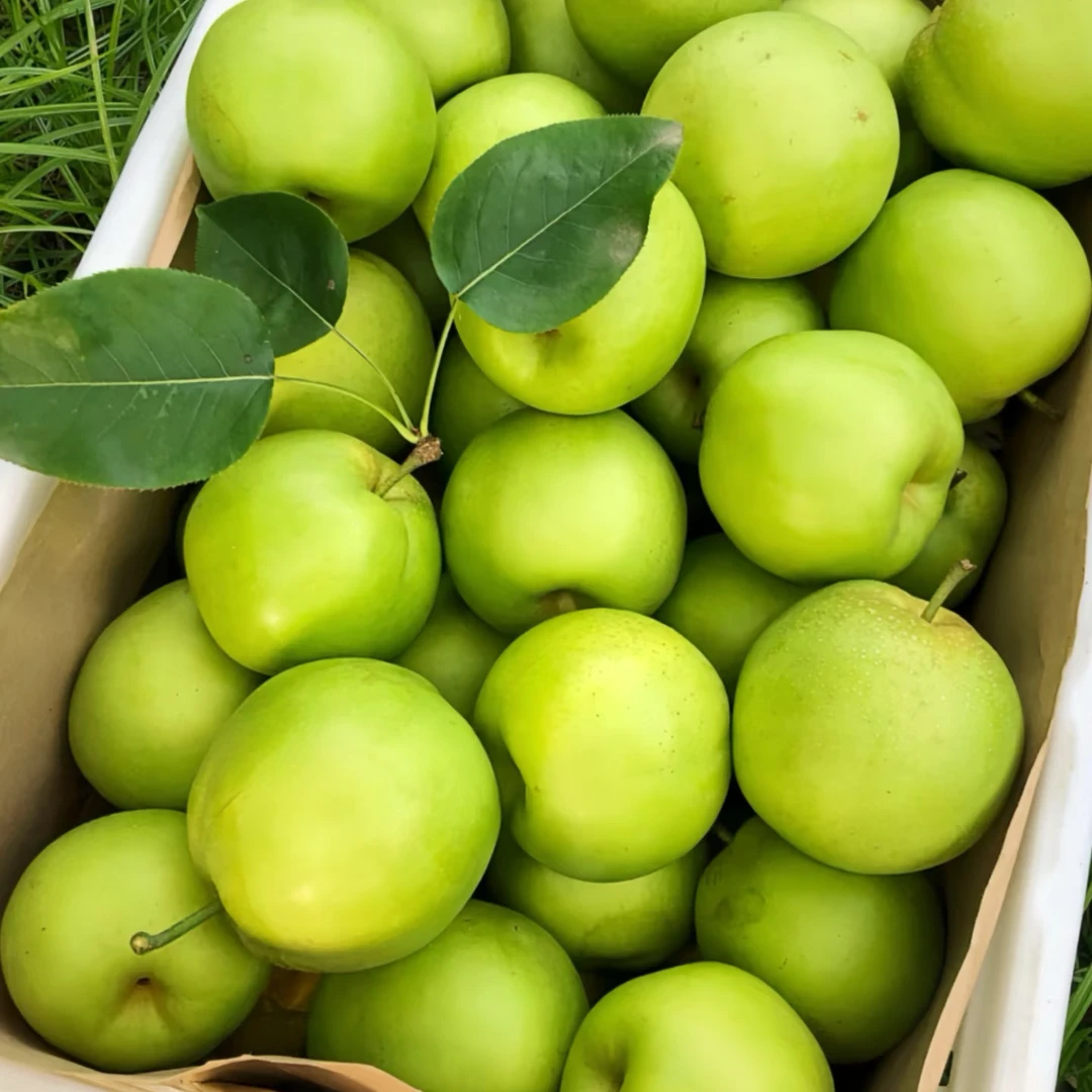 江苏省翠玉梨苹果梨蜜梨江苏省