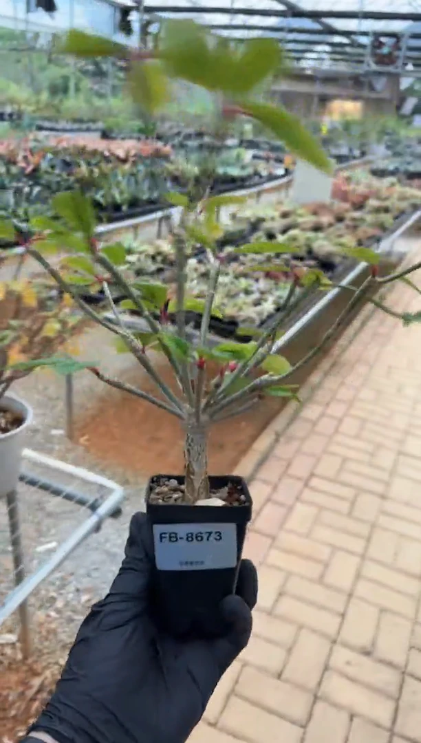 养****炮红烛大戟FB-8673