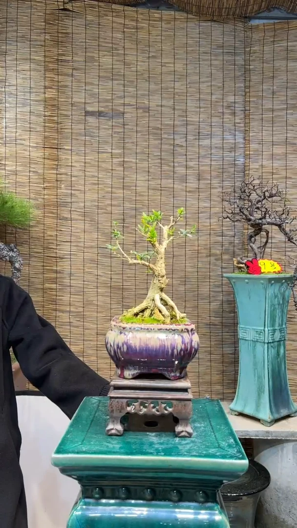 【闪购商品】雀舌黄杨