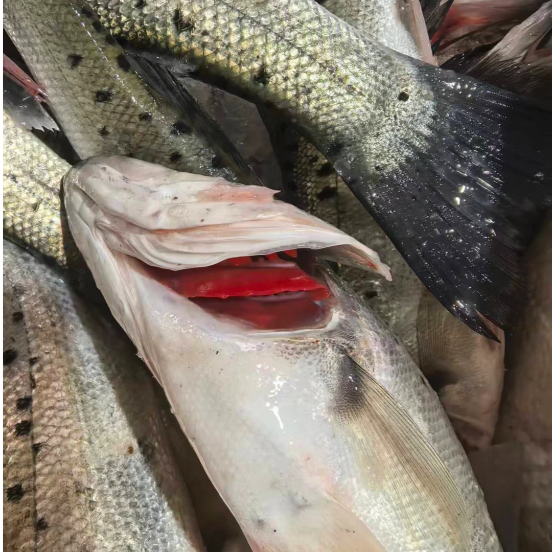 大连野生海鲈鱼 净重3.8-4.2斤顺丰快递（野生鱼大小不一介意勿拍）