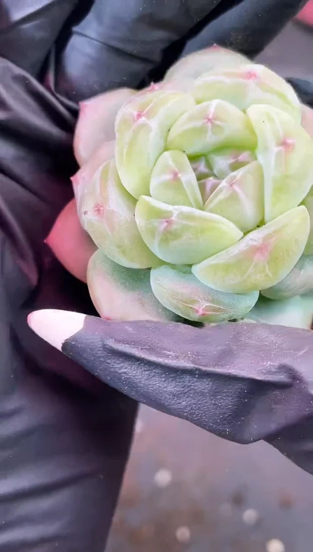 闪购2280  鸿蒙系列多肉一颗