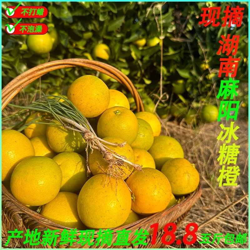 正宗湖南麻阳冰糖橙现摘直发