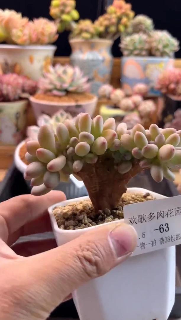 【闪购商品】2.5-63三日月缀化