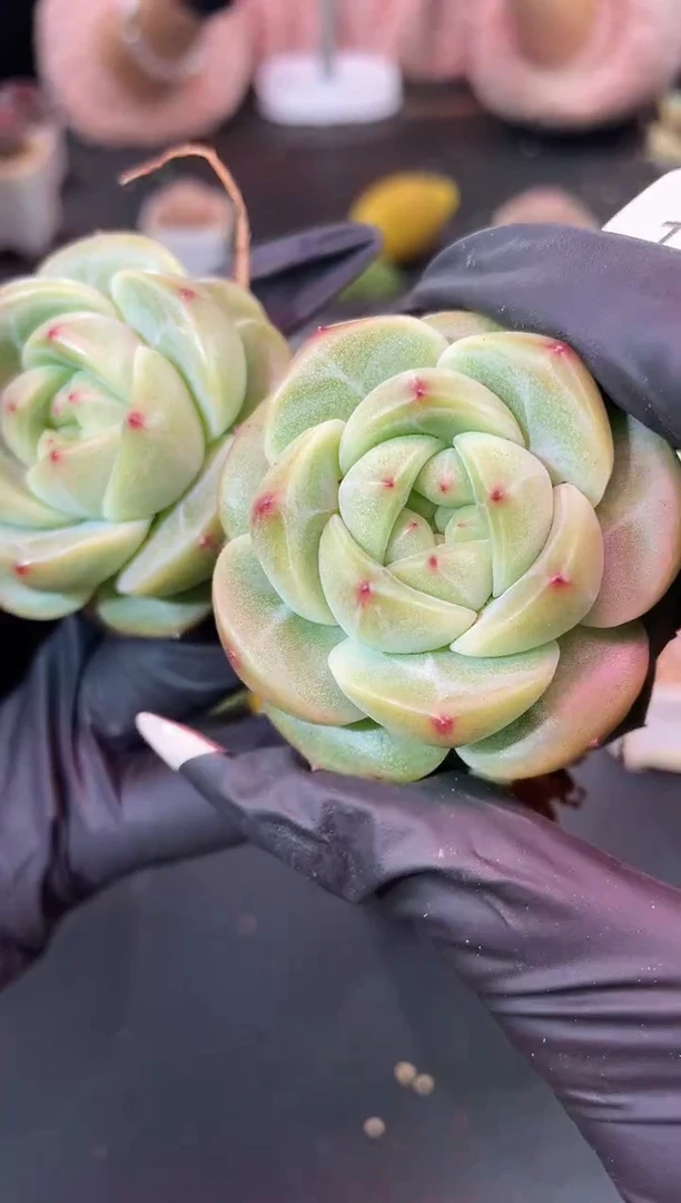 闪购1177  艾格尼斯之心多肉一颗  4-5厘米