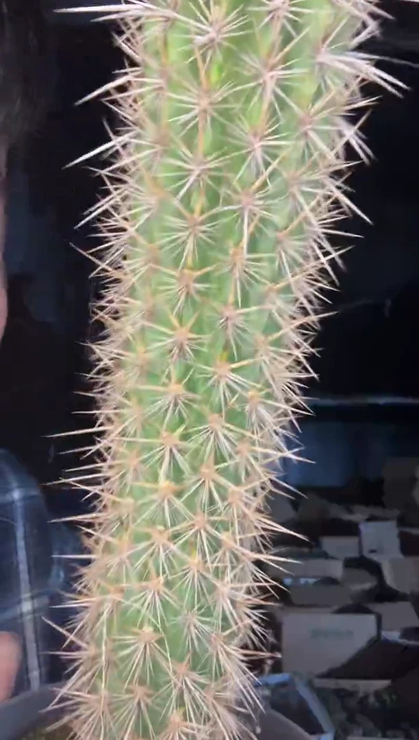 春衣柱===========